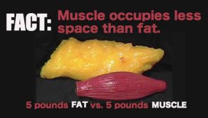 fat-VS-muscle